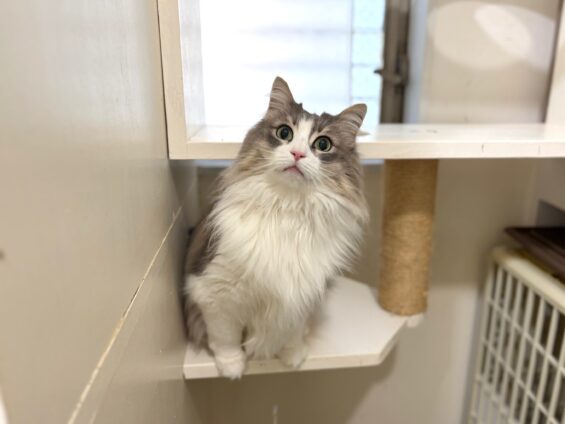 ヌーノクラブ　猫専用ペットホテル　都内　中野区　フリースペースでのびのび　お預り中の猫ちゃん　ノルウェージャンフォレストキャットのリリー