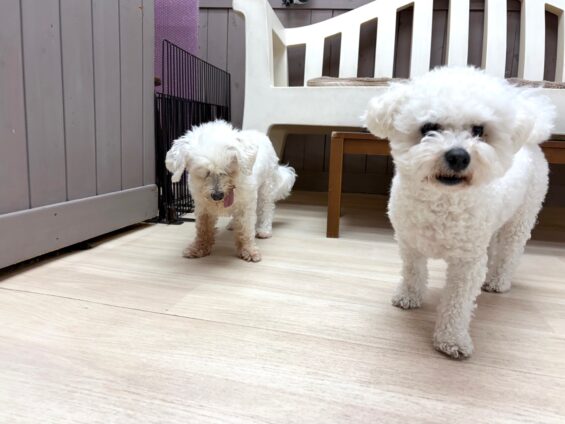ヌーノクラブ　犬のペットホテル　東京　中野区　フリースペースでのびのび　お預かり中　ビションフリーゼの五芭、六太