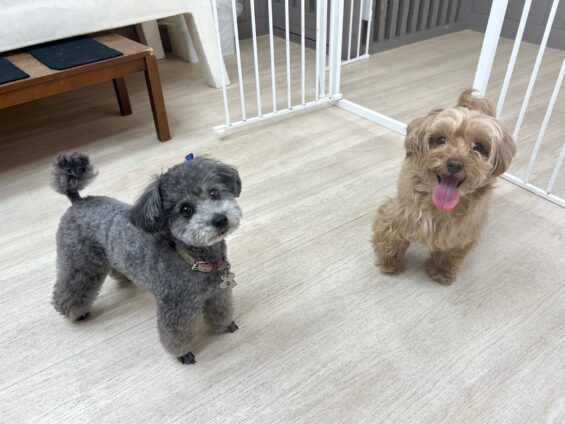 ヌーノクラブ 犬のペットホテル 東京 中野区 フリースペースでのびのび お預かり中 タイニープードルのスム