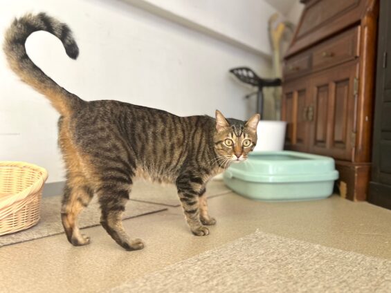 ヌーノクラブ　猫専用ペットホテル　都内　中野区　フリースペースでのびのび　お預り中の猫ちゃん　ミックスのみーた