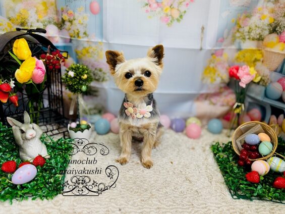 ペットサロン、ヌーノクラブ、可愛くリーズナブルにトリミング　ヨーキーのくるみ２_640