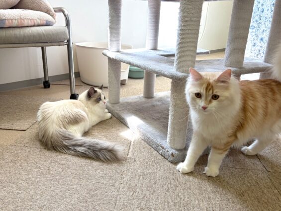 ヌーノクラブ　猫専用ペットホテル　都内　中野区　フリースペースでのびのび　お預り中の猫ちゃん　ノルウェージャンフォレストキャットのメル、ラグドールのルイ