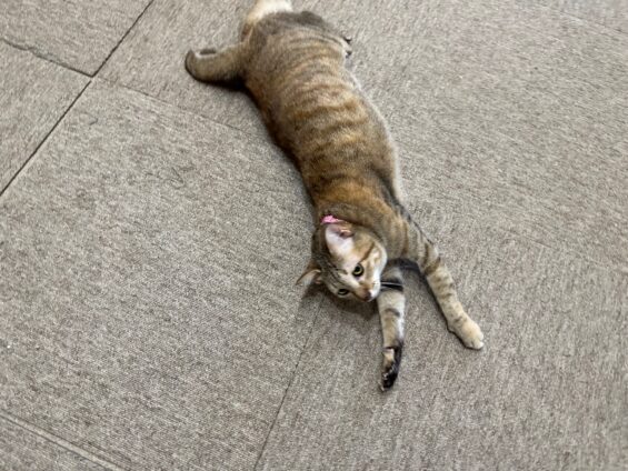 ヌーノクラブ　猫専用ペットホテル　都内　中野区　フリースペースでのびのび　お預り中の猫ちゃん　ミックスのもこ