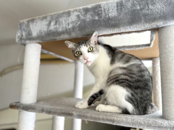 ヌーノクラブ　猫専用ペットホテル　都内　中野区　フリースペースでのびのび　お預り中の猫ちゃん　MIXのハリー