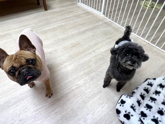 ヌーノクラブ　犬のペットホテル　東京　中野区　フリースペースでのびのび　お預かり中　トイプードルのカイ、フレンチブルドッグのジェイ