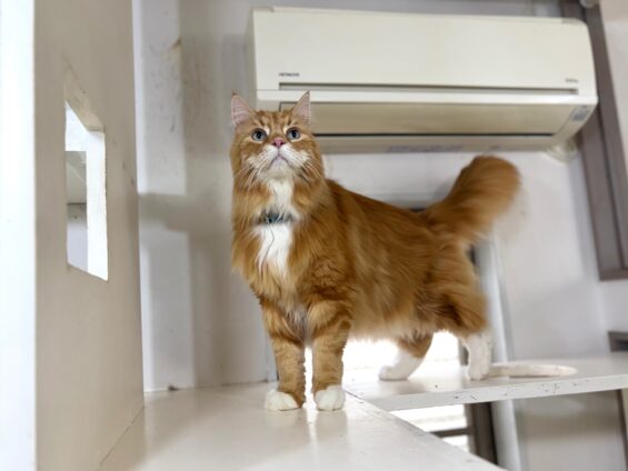 ヌーノクラブ　猫専用ペットホテル　都内　中野区　フリースペースでのびのび　お預り中の猫ちゃん　ソマリのひろし