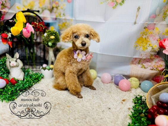 ペットサロン、ヌーノクラブ、可愛くリーズナブルにトリミング トイプードルのクレア2_640