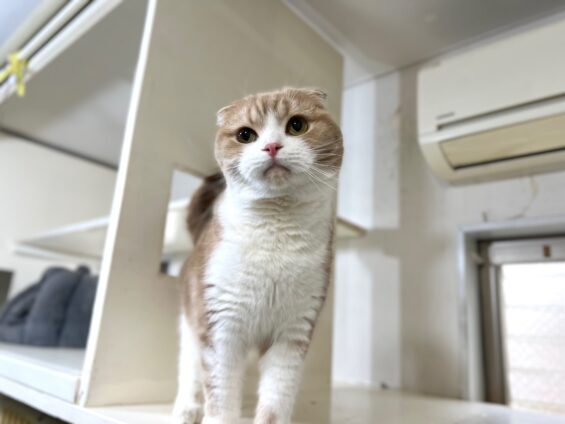 ヌーノクラブ　猫専用ペットホテル　都内　中野区　フリースペースでのびのび　お預り中の猫ちゃん　スコティッシュフォールドのつくね