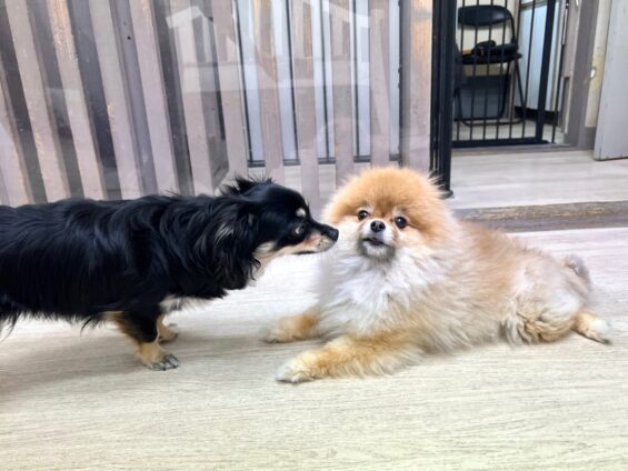 ヌーノクラブ 犬のペットホテル 東京 中野区 フリースペースでのびのび お預かり中 ポメラニアンの月