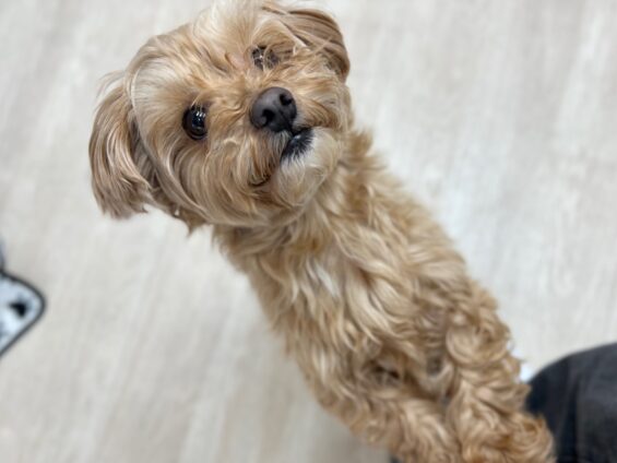 ヌーノクラブ 犬のペットホテル 東京 中野区 フリースペースでのびのび お預かり中 マルプーのナッツ