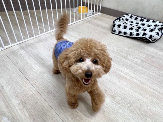 ヌーノクラブ　犬のペットホテル　東京　中野区　フリースペースでのびのび　お預かり中　トイプードルのパディ