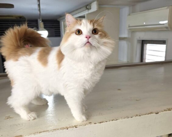 ヌーノクラブ　猫専用ペットホテル　都内　中野区　フリースペースでのびのび　お預り中の猫ちゃん　スコティッシュフォールドのるる