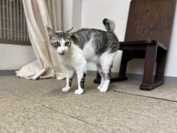 ヌーノクラブ　猫専用ペットホテル　都内　中野区　フリースペースでのびのび　お預り中の猫ちゃん　MIXのハリー