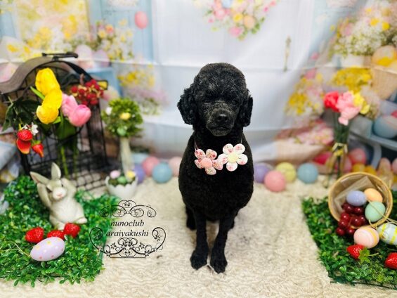 ペットサロン、ヌーノクラブ、可愛くリーズナブルにトリミング　