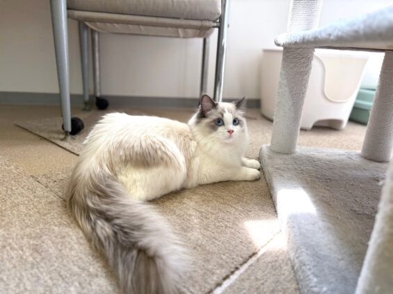 ヌーノクラブ　猫専用ペットホテル　都内　中野区　フリースペースでのびのび　お預り中の猫ちゃん　ノルウェージャンフォレストキャットのメル、ラグドールのルイ