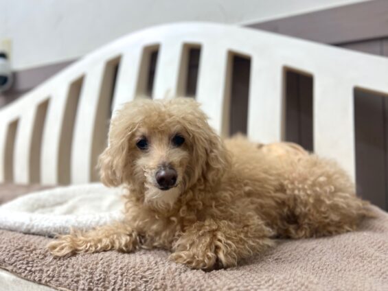ヌーノクラブ　犬のペットホテル　東京　中野区　フリースペースでのびのび　お預かり中　トイプードルのゆうた