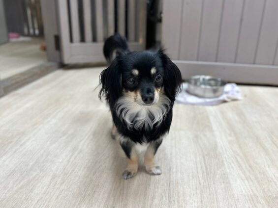 ヌーノクラブ　犬のペットホテル　東京　中野区　フリースペースでのびのび　お預かり中　チワックスのリリー