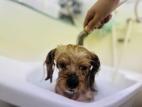 ペットサロン、ヌーノクラブ、可愛くリーズナブルにトリミング　