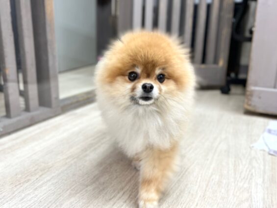 ヌーノクラブ 犬のペットホテル 東京 中野区 フリースペースでのびのび お預かり中 ポメラニアンの月