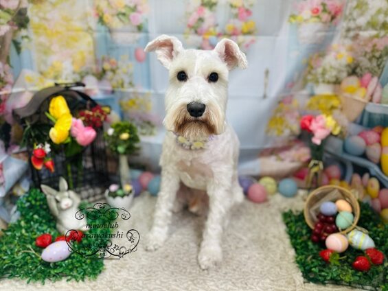 ペットサロン、ヌーノクラブ、可愛くリーズナブルにトリミング　