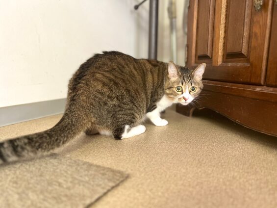 ヌーノクラブ　猫専用ペットホテル　都内　中野区　フリースペースでのびのび　お預り中の猫ちゃん　ミックスのみお