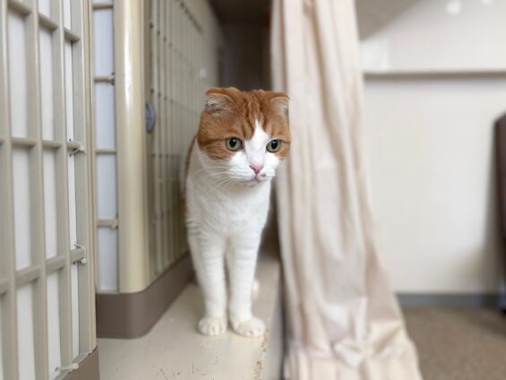ヌーノクラブ　猫専用ペットホテル　都内　中野区　フリースペースでのびのび　お預り中の猫ちゃん　スコティッシュフォールドのアーサー