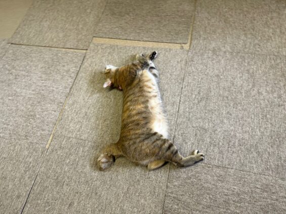ヌーノクラブ　猫専用ペットホテル　都内　中野区　フリースペースでのびのび　お預り中の猫ちゃん　ミックスのもこ