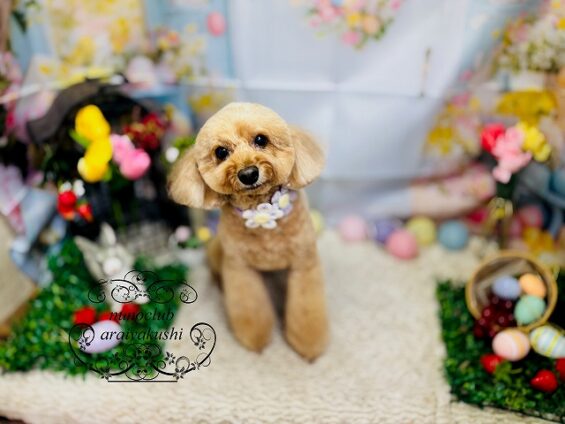 ペットサロン、ヌーノクラブ、可愛くリーズナブルにトリミング　トイプードルのアニー