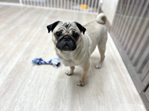 ヌーノクラブ　犬のペットホテル　東京　中野区　フリースペースでのびのび　お預かり中　パグのこてつ