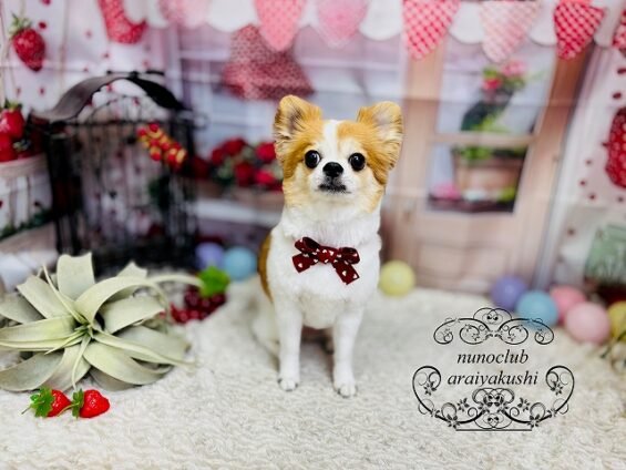 ペットサロン、ヌーノクラブ、可愛くリーズナブルにトリミング　チワワのチョコ_640