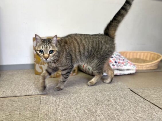 ヌーノクラブ　猫専用ペットホテル　都内　中野区　フリースペースでのびのび　お預り中の猫ちゃん　ミックスのルナ