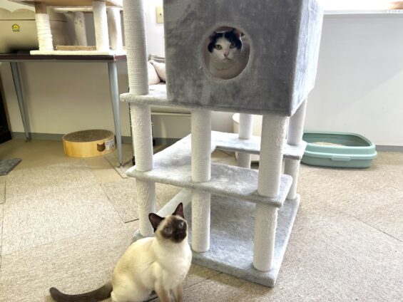 ヌーノクラブ　猫専用ペットホテル　都内　中野区　フリースペースでのびのび　お預り中の猫ちゃん　白黒猫のめいじ、トンキニーズのそら