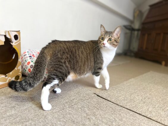 ヌーノクラブ　猫専用ペットホテル　都内　中野区　フリースペースでのびのび　お預り中の猫ちゃん　ミックスのみお