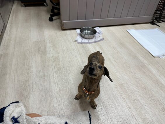 ヌーノクラブ　犬のペットホテル　東京　中野区　フリースペースでのびのび　お預かり中　ダックスフントのこつぶ