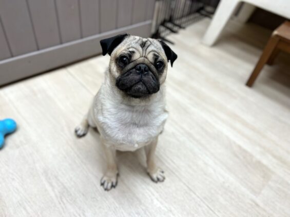 ヌーノクラブ　犬のペットホテル　東京　中野区　フリースペースでのびのび　お預かり中　パグのこてつ