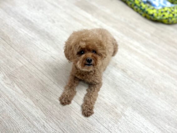 ヌーノクラブ　犬のペットホテル　東京　中野区　フリースペースでのびのび　お預かり中　トイプードルのオマメ