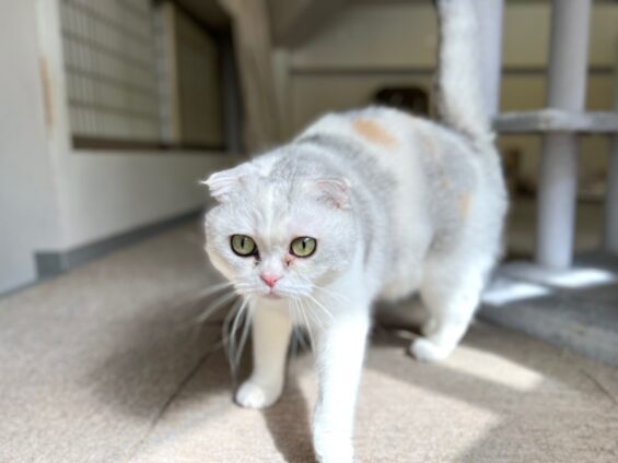 ヌーノクラブ　猫専用ペットホテル　都内　中野区　フリースペースでのびのび　お預り中の猫ちゃん　スコティッシュフォールドのるる