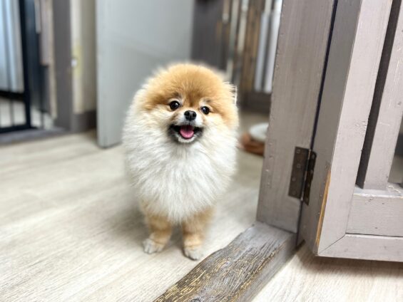 ヌーノクラブ 犬のペットホテル 東京 中野区 フリースペースでのびのび お預かり中 ポメラニアンの月