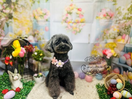 ペットサロン、ヌーノクラブ、可愛くリーズナブルにトリミング　