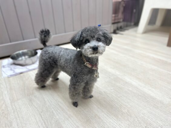 ヌーノクラブ 犬のペットホテル 東京 中野区 フリースペースでのびのび お預かり中 タイニープードルのスム
