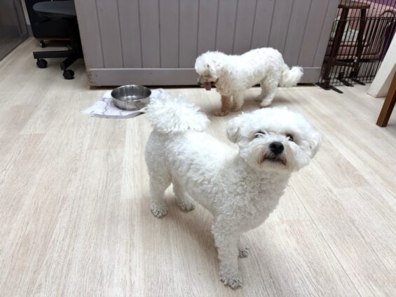 ヌーノクラブ　犬のペットホテル　東京　中野区　フリースペースでのびのび　お預かり中　ビションフリーゼの五芭、六太