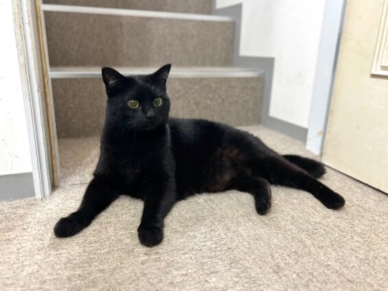 ヌーノクラブ　猫専用ペットホテル　都内　中野区　フリースペースでのびのび　お預り中の猫ちゃん　黒猫のハルポニャ