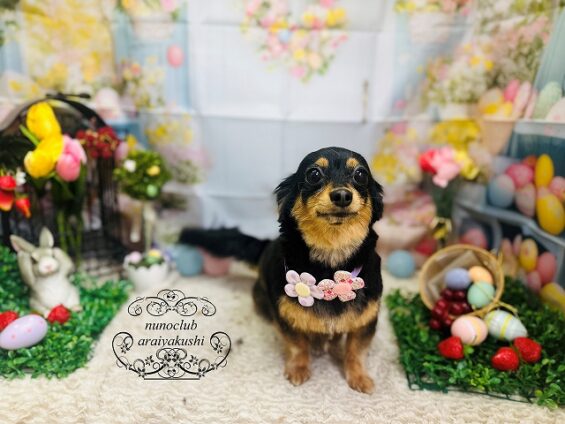 ペットサロン、ヌーノクラブ、可愛くリーズナブルにトリミング　