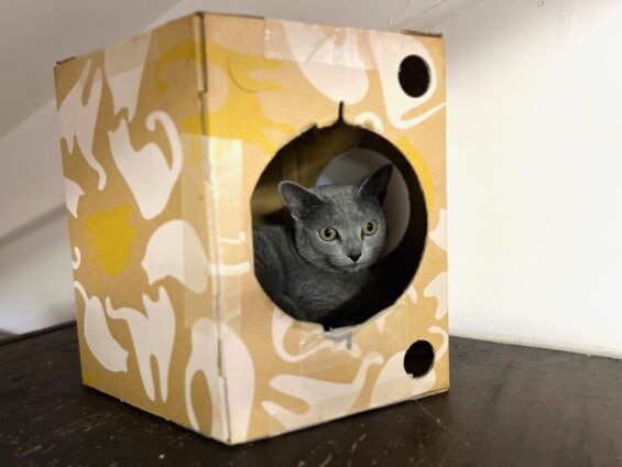 ヌーノクラブ　猫専用ペットホテル　都内　中野区　フリースペースでのびのび　お預り中の猫ちゃん　ロシアンブルーのはる