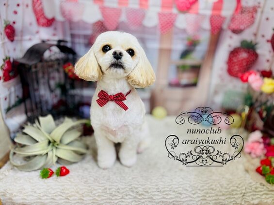 ペットサロン、ヌーノクラブ、可愛くリーズナブルにトリミング　MIXのチャロ_640