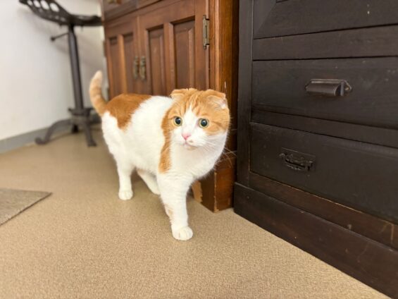 ヌーノクラブ　猫専用ペットホテル　都内　中野区　フリースペースでのびのび　お預り中の猫ちゃん　スコティッシュフォールドのアーサー