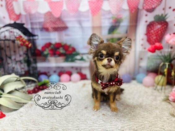 ペットサロン、ヌーノクラブ、可愛くリーズナブルにトリミング