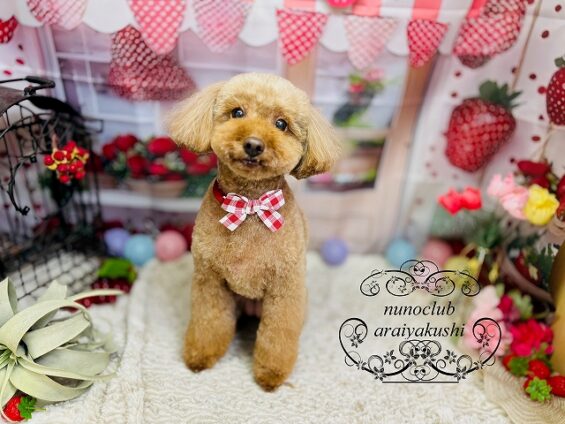 ペットサロン、ヌーノクラブ、可愛くリーズナブルにトリミング　トイプードルのココ_640