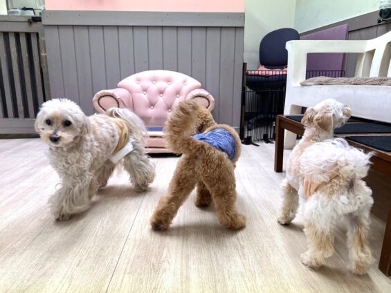 ヌーノクラブ　犬のペットホテル　東京　中野区　フリースペースでのびのび　お預かり中　ペキプーのクリ