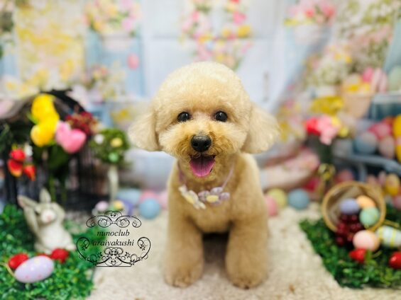 ペットサロン、ヌーノクラブ、可愛くリーズナブルにトリミング　